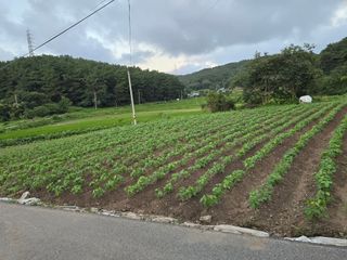 藝園님의 콩 · 영농일지 작성글 사진