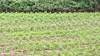 가루개님의 들깨 · 영농일지 작성글 사진