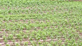 가루개님의 들깨 · 영농일지 작성글 사진