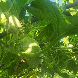 알 수 없음님의 호박 · 영농일지 작성글 사진