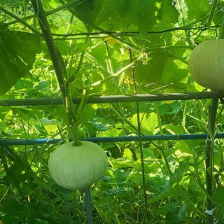 알 수 없음님의 호박 · 영농일지 작성글 사진