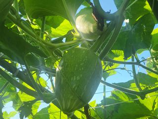 알 수 없음님의 호박 · 영농일지 작성글 사진