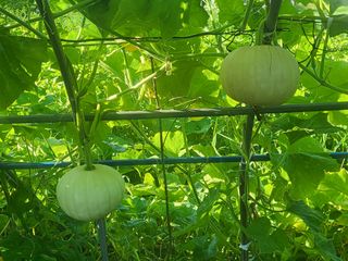 알 수 없음님의 호박 · 영농일지 작성글 사진
