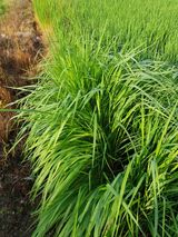 팜모닝 벼·영농일지 게시글 이미지