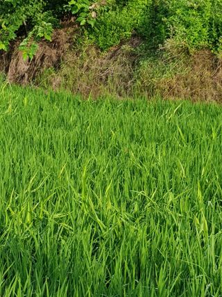 김경희님의 벼 · 영농일지 작성글 사진