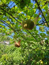 팜모닝 호박·영농일지 게시글 이미지