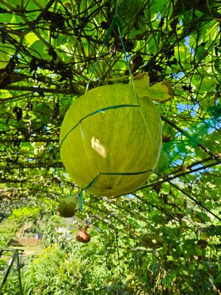 고사리.밤.육쪽마늘님의 호박 · 영농일지 작성글 사진