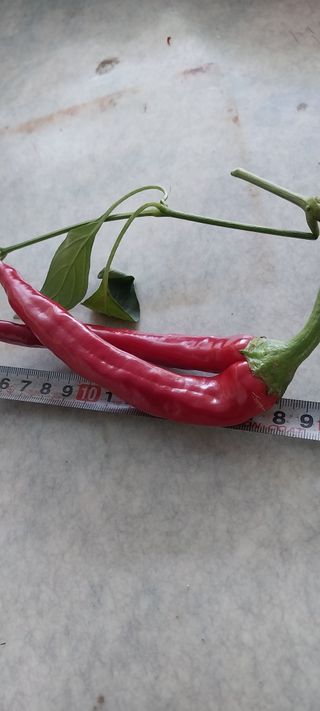 이사룡님의 자유주제 · 자유게시판 작성글 사진