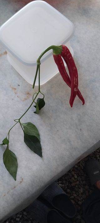 이사룡님의 자유주제 · 자유게시판 작성글 사진