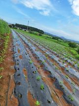 팜모닝 콩·영농일지 게시글 이미지