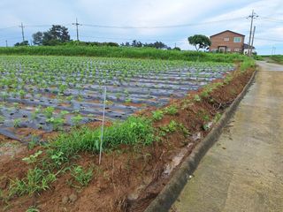 초보농민님의 콩 · 영농일지 작성글 사진