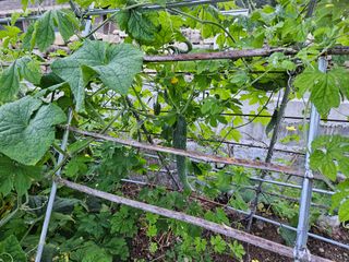 이희문님의 기타작물 · 영농일지 작성글 사진