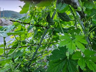 이희문님의 기타작물 · 영농일지 작성글 사진