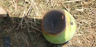 호랑이한마리님의 사과 · 병해충상담 작성글 사진