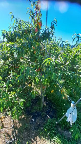 주윤발이님의 복숭아 · 영농일지 작성글 사진