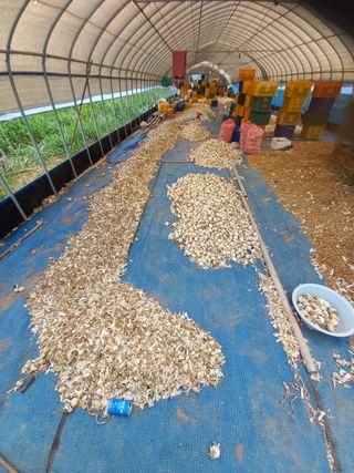 박린님의 🧄마늘 농협 수매가 알아보기 · 참여글 작성글 사진