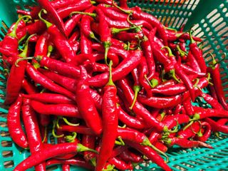 박정희님의 고추 · 영농일지 작성글 사진