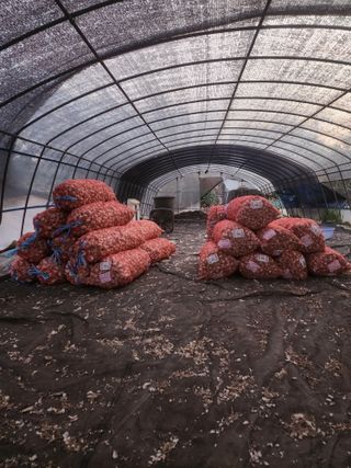 박정석님의 🧄마늘 농협 수매가 알아보기 · 참여글 작성글 사진