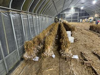 김혁식님의 🧄마늘 농협 수매가 알아보기 · 참여글 작성글 사진