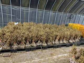 김혁식님의 🧄마늘 농협 수매가 알아보기 · 참여글 작성글 사진