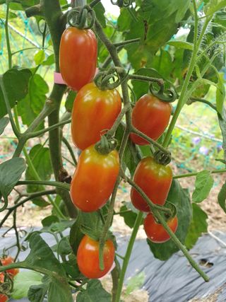 남 샘결 개둥맘님의 자유주제 · 자유게시판 작성글 사진