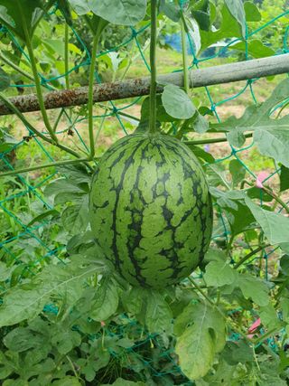 남 샘결 개둥맘님의 자유주제 · 자유게시판 작성글 사진