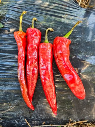 김진영님의 고추 · 일상 작성글 사진