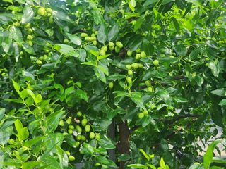 대추 9544님의 자유주제 · 자유게시판 작성글 사진