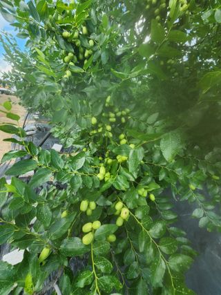 대추 9544님의 자유주제 · 자유게시판 작성글 사진