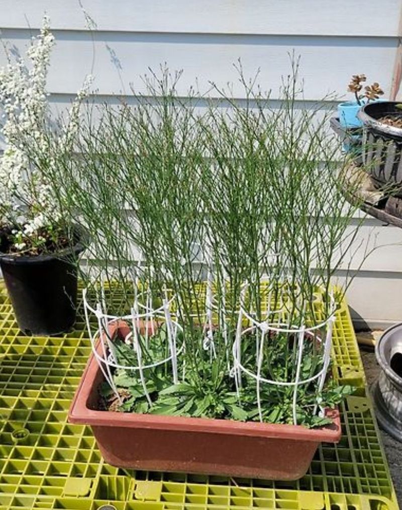 사랑꽃농장님의 장터 판매 상품 [시넨시스3종3모종(월동가능)] 첨부 사진