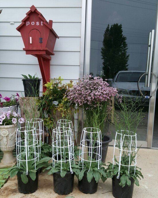 사랑꽃농장님의 장터 판매 상품 [시넨시스3종3모종(월동가능)] 첨부 사진