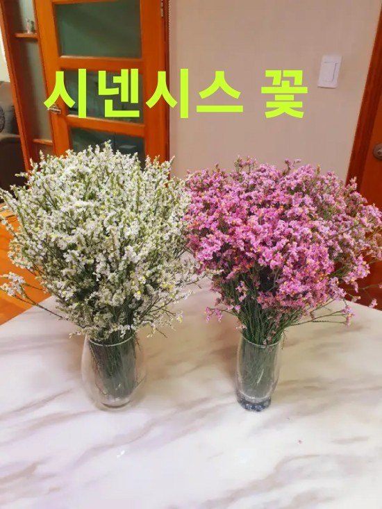 사랑꽃농장님의 장터 판매 상품 [시넨시스3종3모종(월동가능)] 첨부 사진