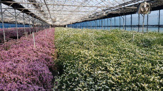 사랑꽃농장님의 장터 판매 상품 [시넨시스3종3모종(월동가능)] 첨부 사진