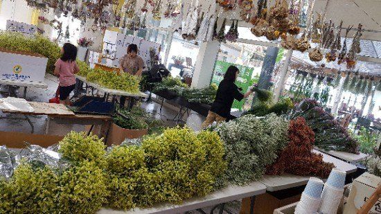 사랑꽃농장님의 장터 판매 상품 [시넨시스3종3모종(월동가능)] 첨부 사진