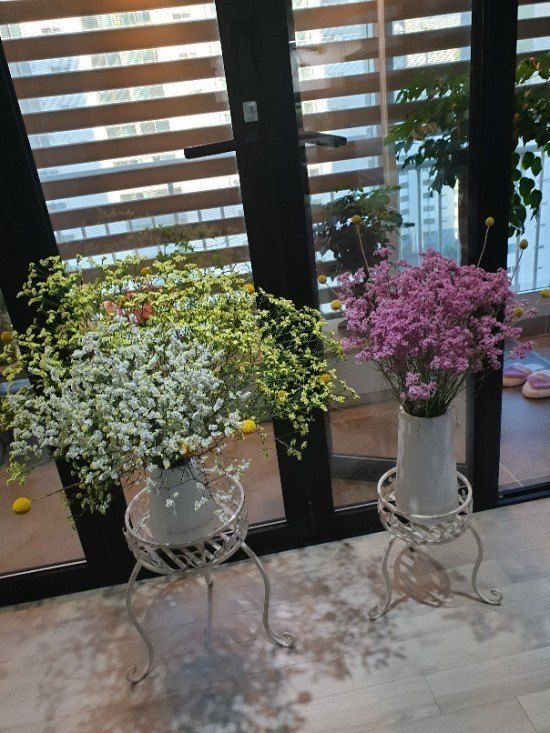 사랑꽃농장님의 장터 판매 상품 [시넨시스3종3모종(월동가능)] 첨부 사진