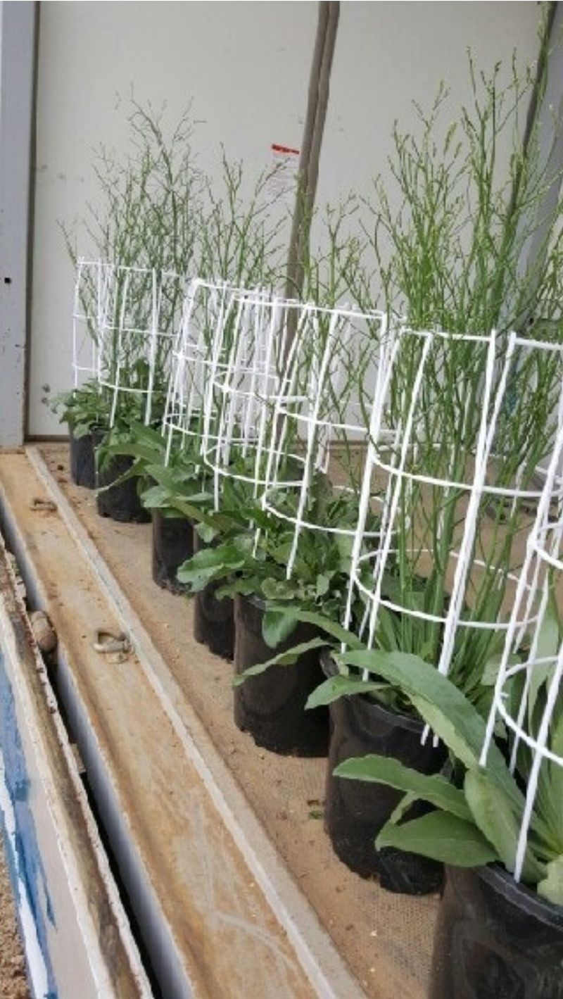 사랑꽃농장님의 장터 판매 상품 [시넨시스3종3모종(월동가능)] 첨부 사진