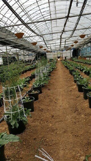 사랑꽃농장님의 장터 판매 상품 [시넨시스3종3모종(월동가능)] 첨부 사진