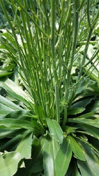 사랑꽃농장님의 장터 판매 상품 [시넨시스3종3모종(월동가능)] 첨부 사진