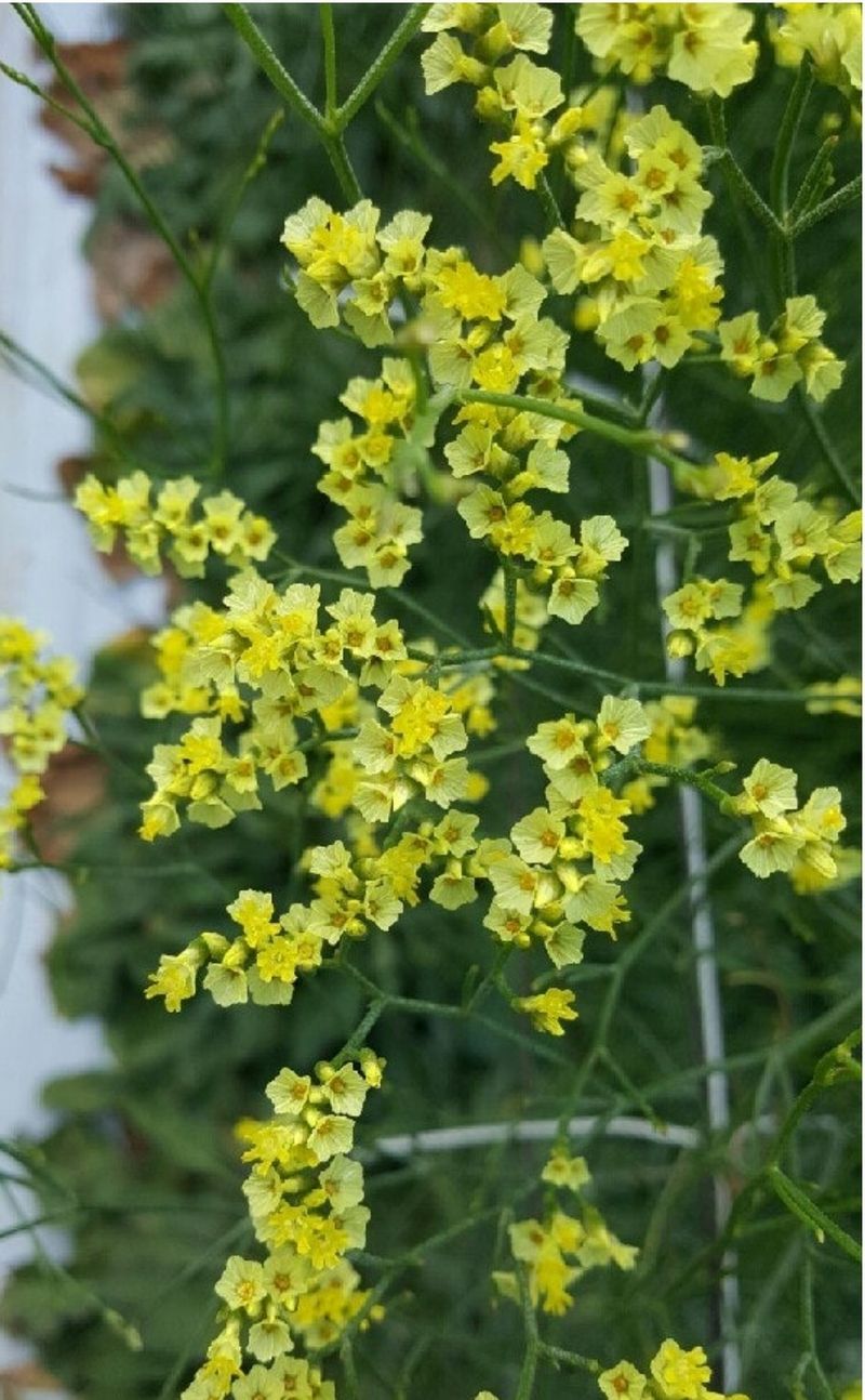 사랑꽃농장님의 장터 판매 상품 [시넨시스3종3모종(월동가능)] 첨부 사진