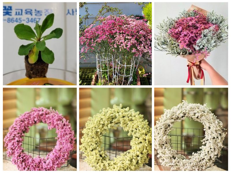 장터 상품 [시넨시스3종3모종(월동가능)] 썸네일