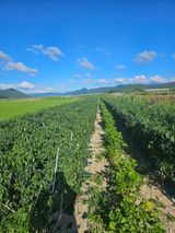 팜모닝 고추·영농일지 게시글 이미지