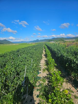 땅끝해남님의 고추 · 영농일지 작성글 사진