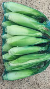 팜모닝 자유주제·자유게시판 게시글 이미지