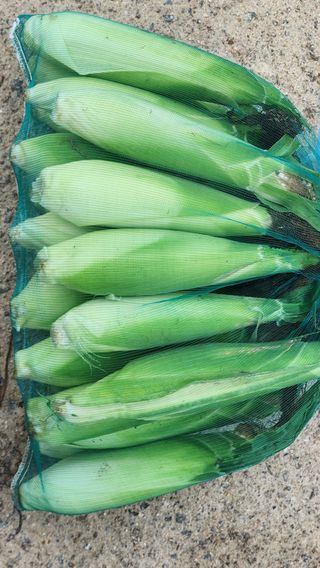 시골할머니농부박순열님의 자유주제 · 자유게시판 작성글 사진