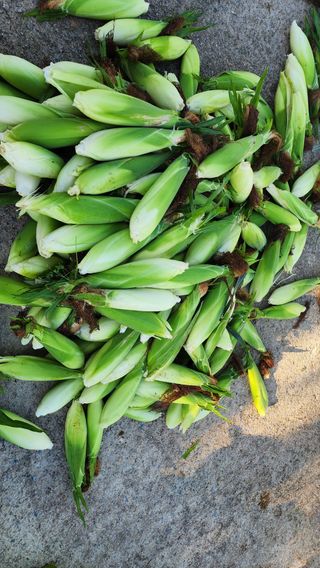 시골할머니농부박순열님의 자유주제 · 자유게시판 작성글 사진