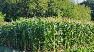 시골할머니농부박순열님의 자유주제 · 자유게시판 작성글 사진