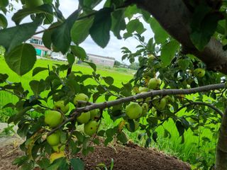 표고버섯21091님의 사과 · 병해충상담 작성글 사진