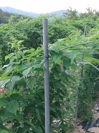 숲속의사나이님의 요즘 무엇에 관심있나요? · 참여글 작성글 사진