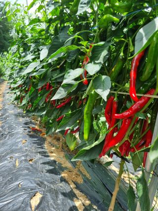 고추일등품종칼라병에님의 고추 · 영농일지 작성글 사진