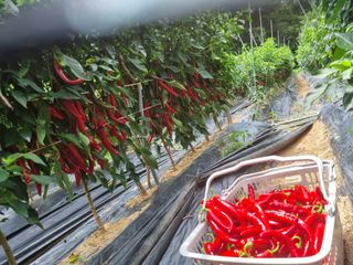 고추일등품종칼라병에님의 고추 · 영농일지 작성글 사진